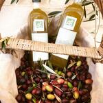 Organic olive oils from Domaine de la Croix de la Blanche