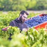 © Domaine Vigne - Domaine Vigne