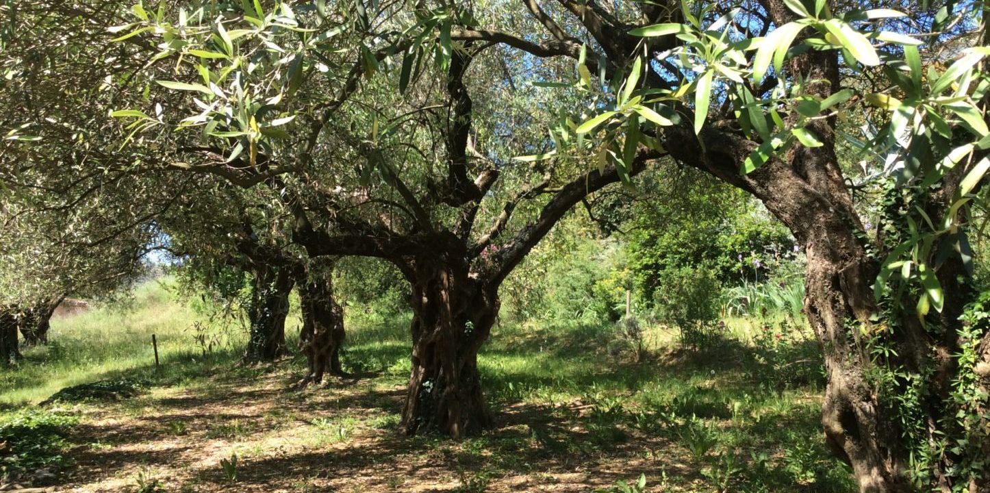 Visite de l'oliveraie et de la miellerie de la Bastide