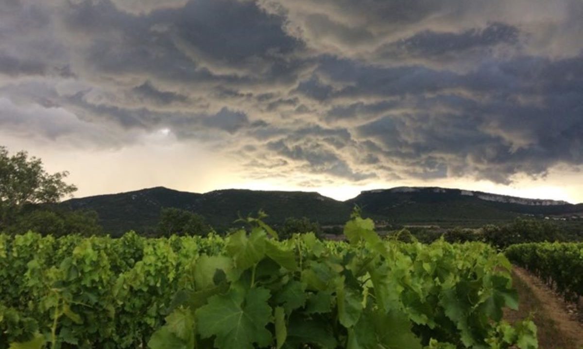 Caveau Dégustation les vignerons des Gorges de l'Ardèche