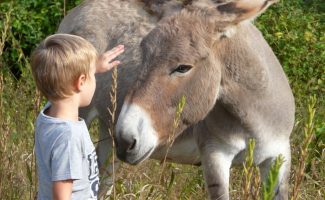Hiking with a donkey - Carab'âne