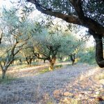 © Domaine Oléicole Biologique Pontet Fronzèle : moulin à huile, confiserie d’olives, point vente des produits du domaine - jn berneau