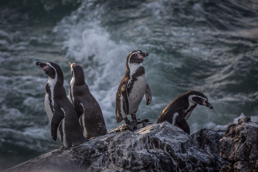 Beautiful beasts, animal art, past and present', a photo exhibition at Aven d'Orgnac