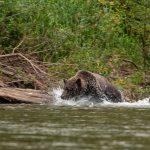 © Beautiful beasts, animal art, past and present', a photo exhibition at Aven d'Orgnac - Guillaume Mazille