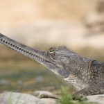 © « Where Provence begins » 3-day and 2-night trip - Ferme aux Crocodiles - Réserve Tropicale