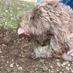 Saveurs de truffes et vins d'Ardèche à Néovinum