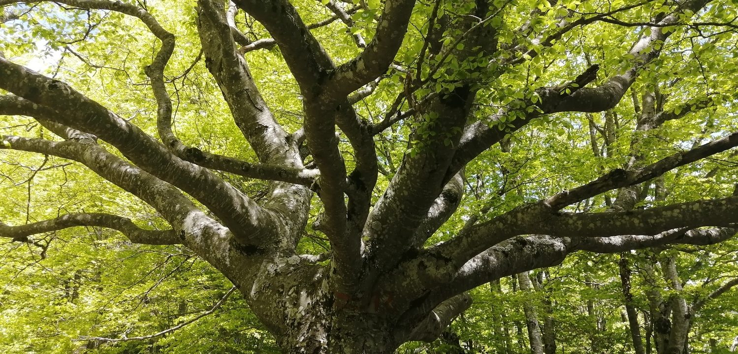 Well-being and reconnecting with nature - Terre et Ciel Randonnée