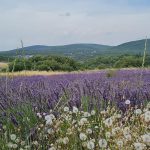 © Les chalets de Labeaume - LUCZAK