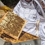 © Baptême d'Apiculture - La Ferme des Abeilles - Elodie Leullier