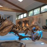© Natural history museum of Ardèche : fossils and dinosaurs - Muséum de l'Ardèche