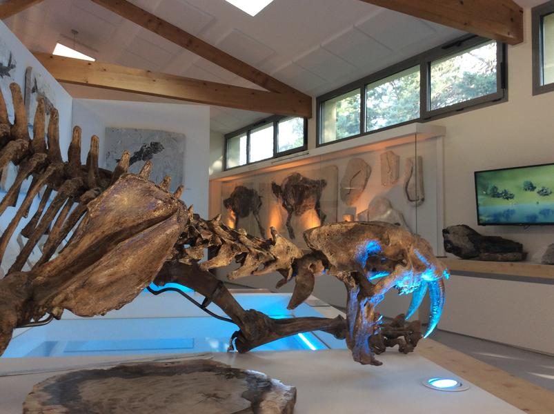 Natural history museum of Ardèche : fossils and dinosaurs