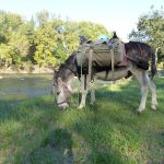 © Hiking with a donkey 1/2 day - Carab'âne - ©carab'âne