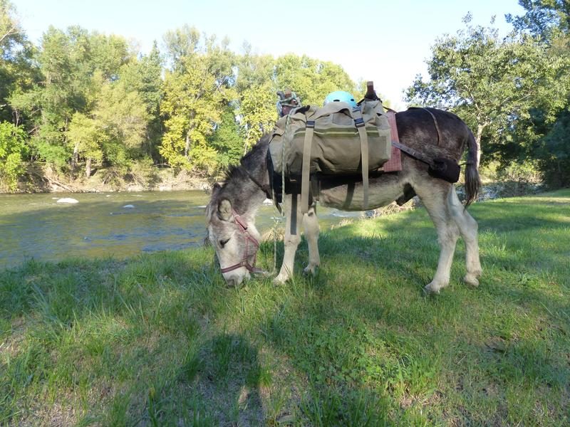 Hiking with a donkey 1/2 day - Carab'âne