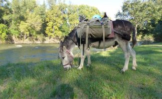 Hiking with a donkey 1/2 day - Carab'âne