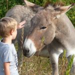 © Hiking with a donkey 1/2 day - Carab'âne - ©carab'âne