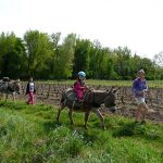 © Hiking with a donkey 1/2 day - Carab'âne - ©carab'âne