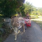 © Hiking with a donkey 1/2 day - Carab'âne - ©carab'âne2022