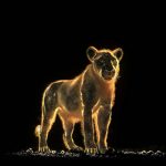 Les Nocturnes de Chauvet