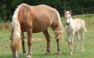 Ferme Equestre Chavetourte