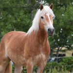 © Ferme Equestre Chavetourte - Talagrand