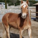 © Ferme Equestre Chavetourte - Talagrand