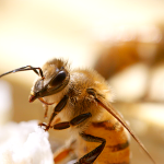 © Les Ruchers de l'Ibie - The bees 's farm - Emmanuel Chevilliat