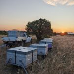 © Les Ruchers de l'Ibie - The bees 's farm - Elodie Leullier