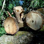 La Forêt d'Emile Zarbre en été