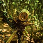 La Forêt d'Emile Zarbre en été