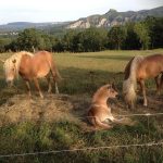 © Ferme Equestre - Equitation Chavetourte - J. Talagrand