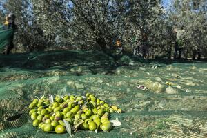 Guided tour "The world of Grands Crus" at La Magnanerie oil mill