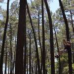 © Bollène Aventure (Treetop adventure park) - Coll. Bollène Aventure