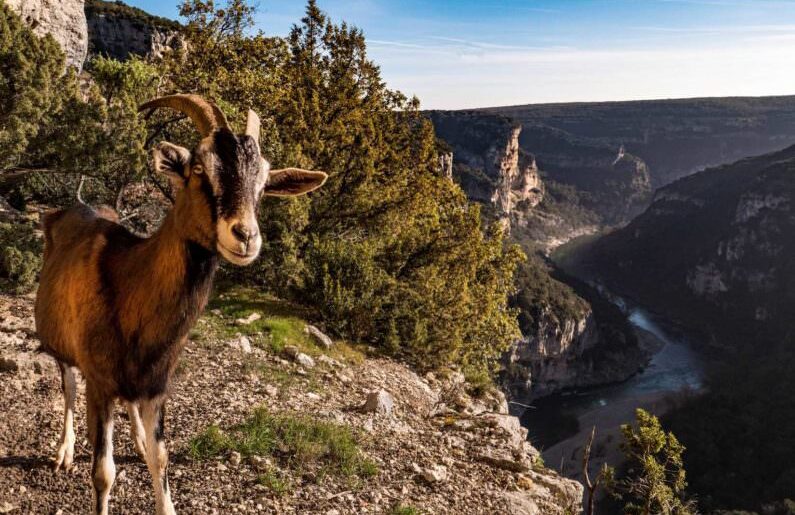 Chèvre Gorges de l'Ardèche ©Marina Geray