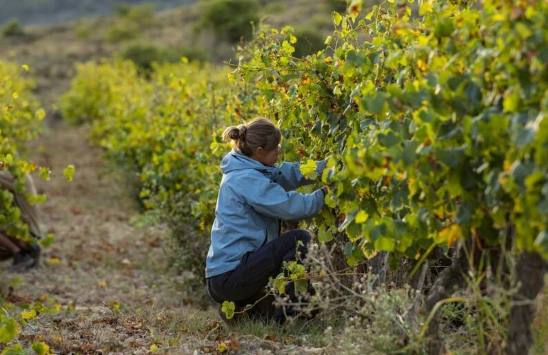 Vin Ardèche ©Matthieu Dupont