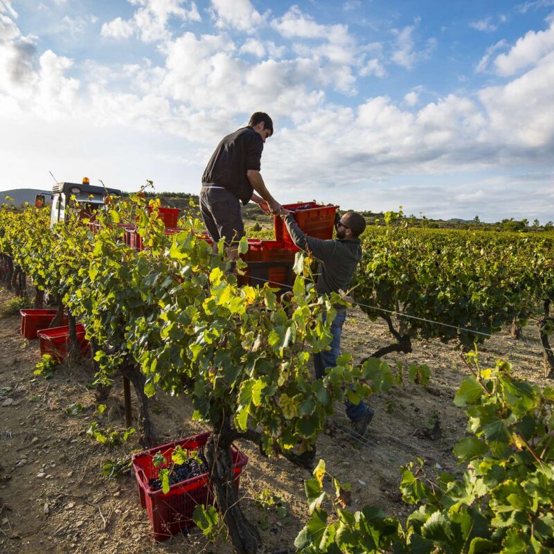 Domaine de la Selve - Grospierres, le 25 septembre 2018.