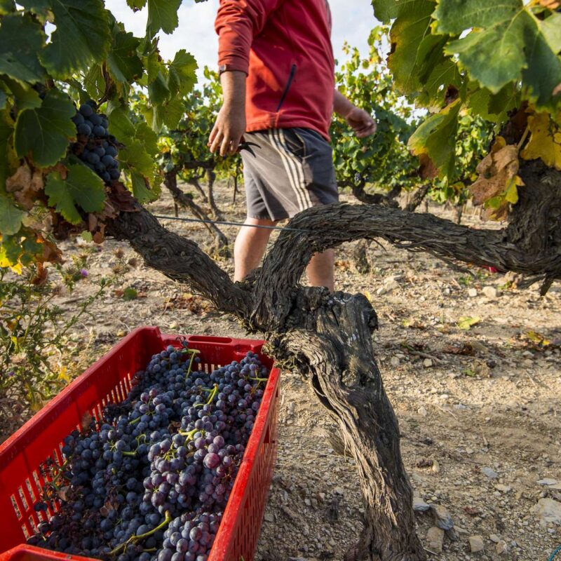 Domaine de la Selve - Grospierres, le 25 septembre 2018.