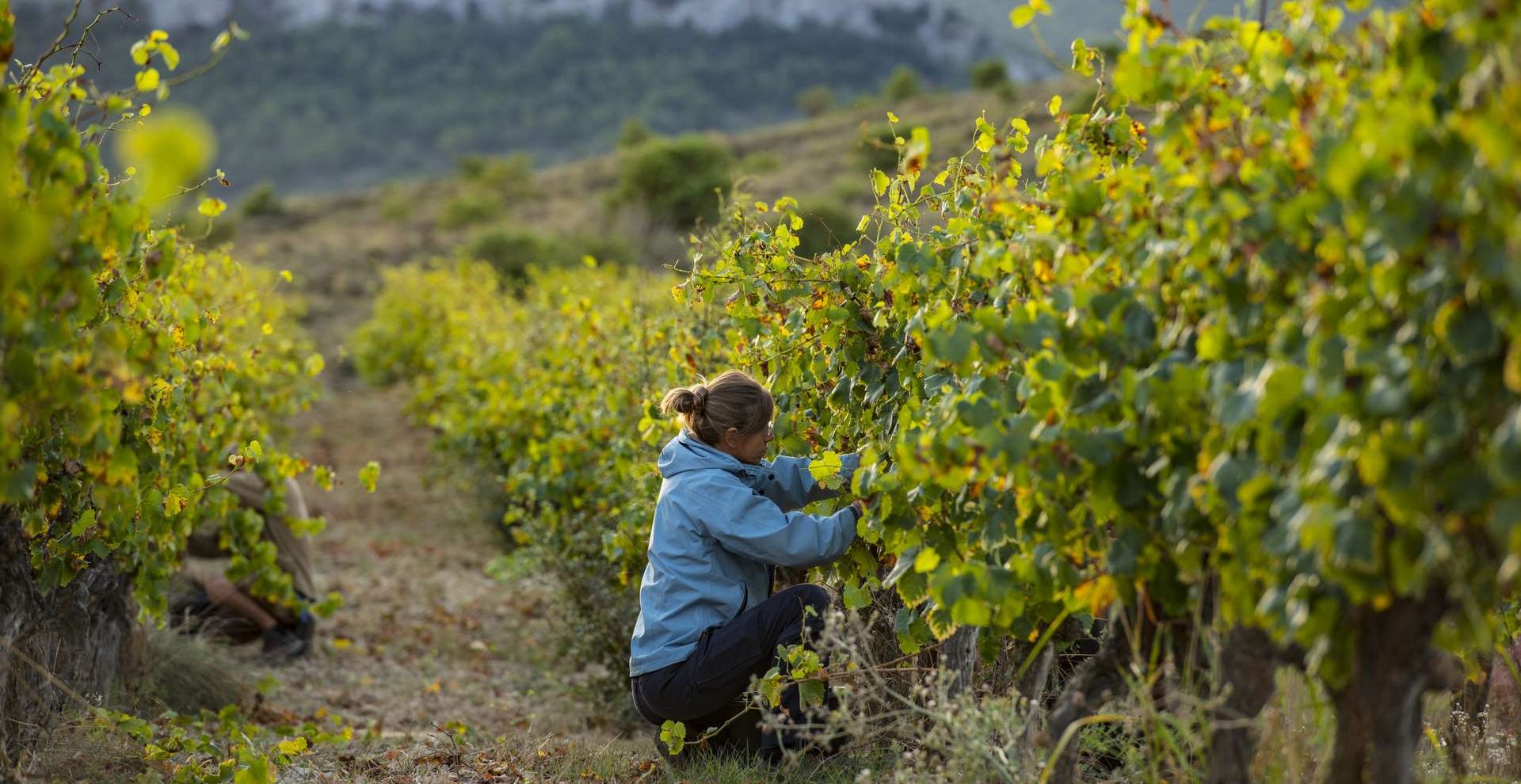Domaine de la Selve - Grospierres, le 25 septembre 2018.